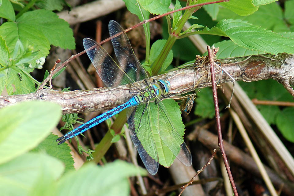 Anax imperator